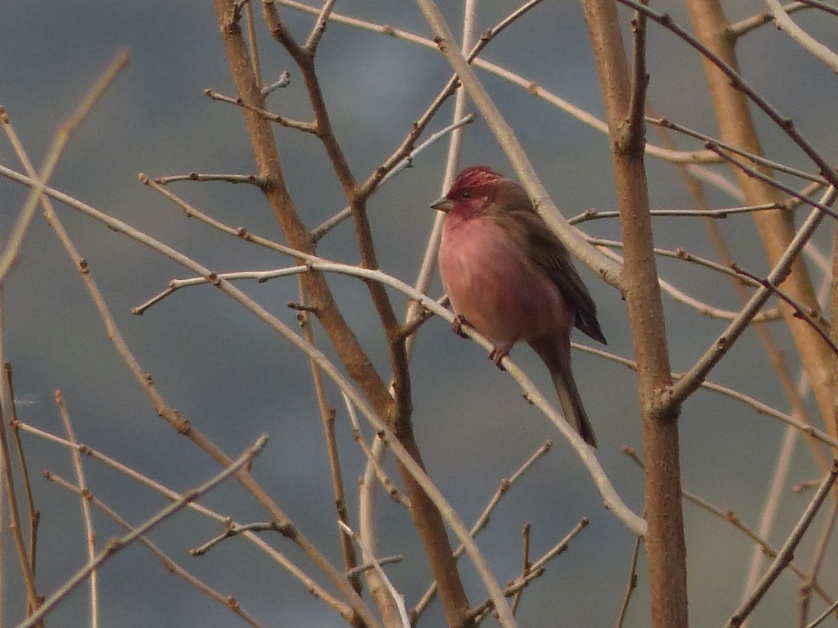 Pink-browed Rosefinch - Jenny Bowman