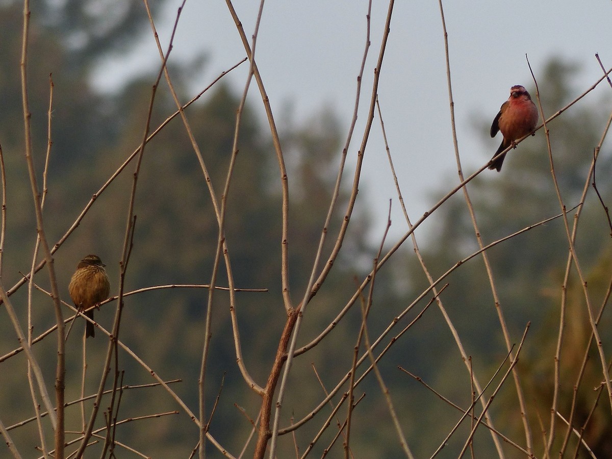 Pink-browed Rosefinch - Jenny Bowman