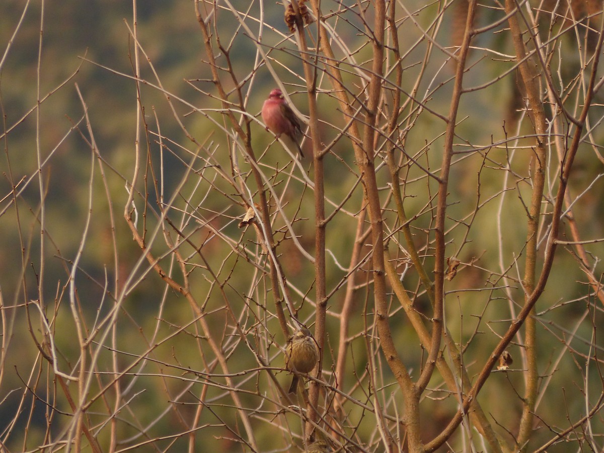 Pink-browed Rosefinch - Jenny Bowman