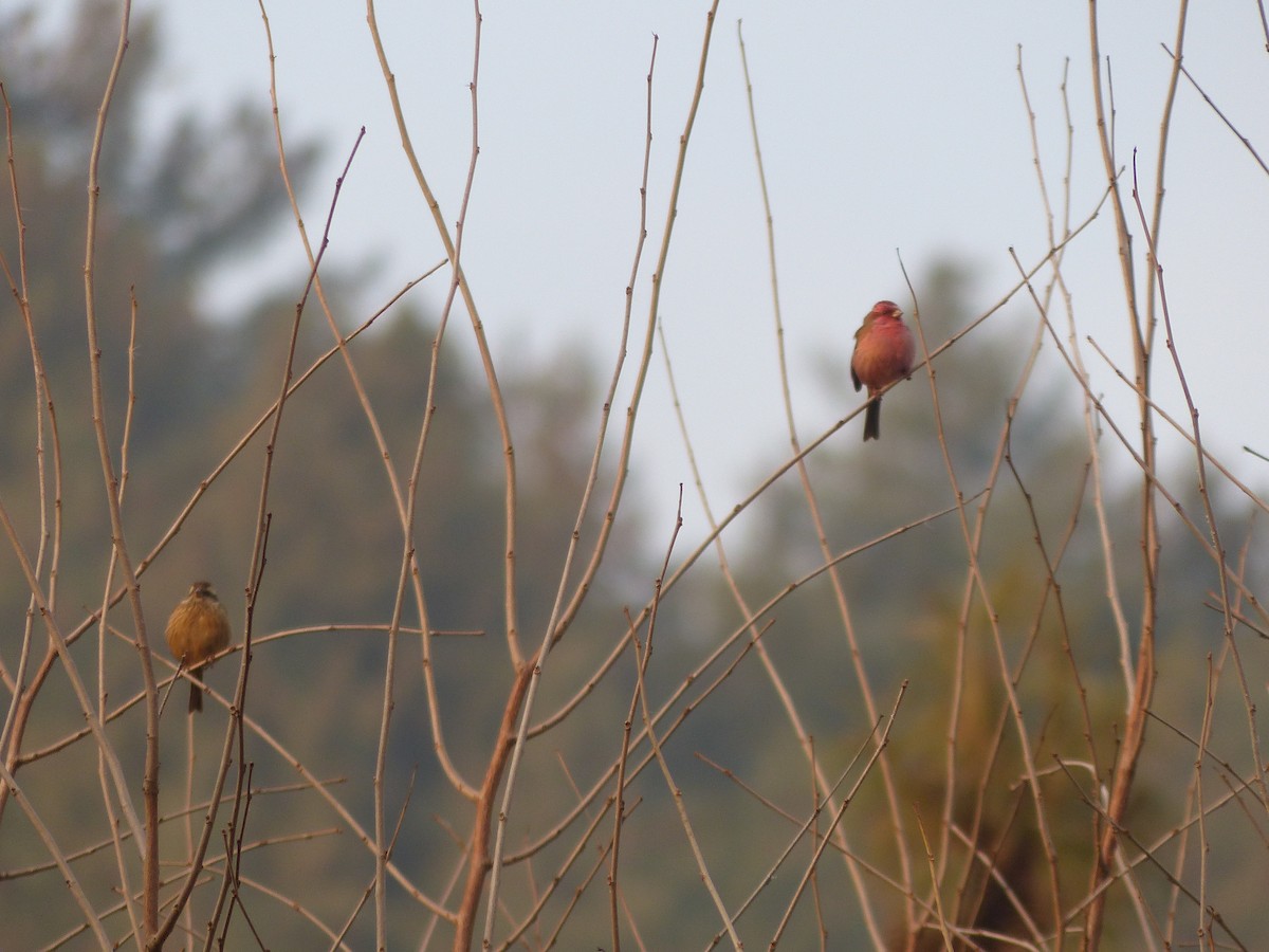 Pink-browed Rosefinch - Jenny Bowman