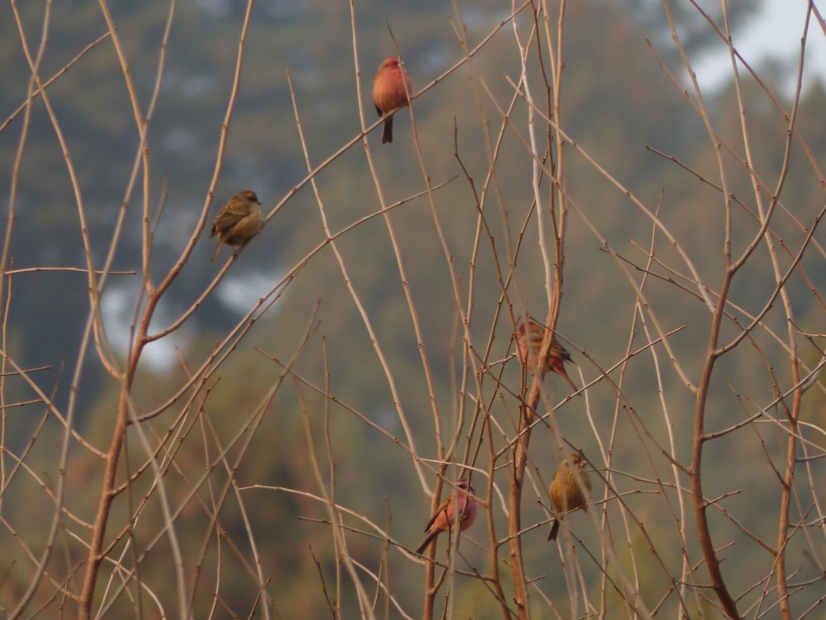 Pink-browed Rosefinch - Jenny Bowman