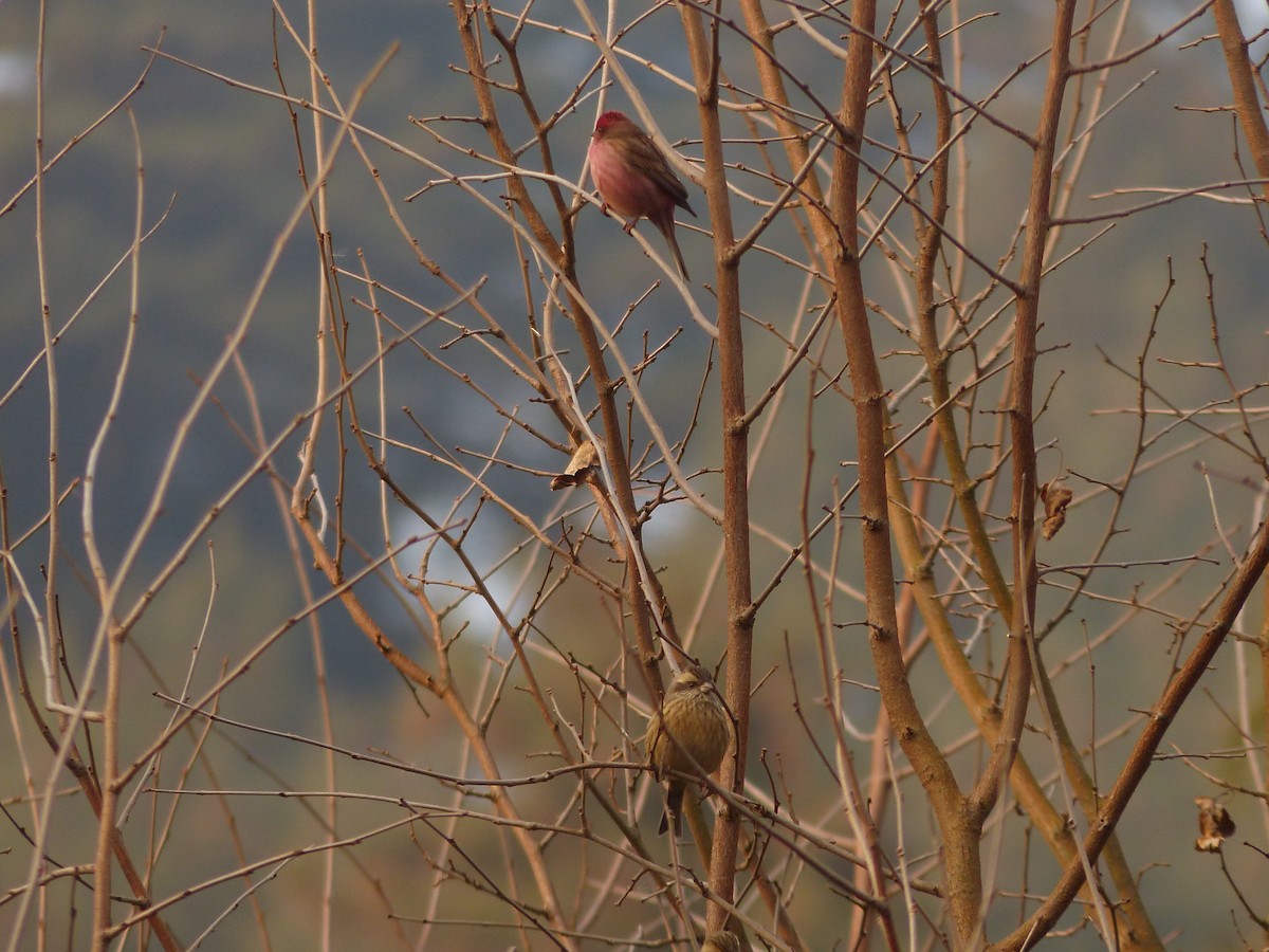 Pink-browed Rosefinch - Jenny Bowman