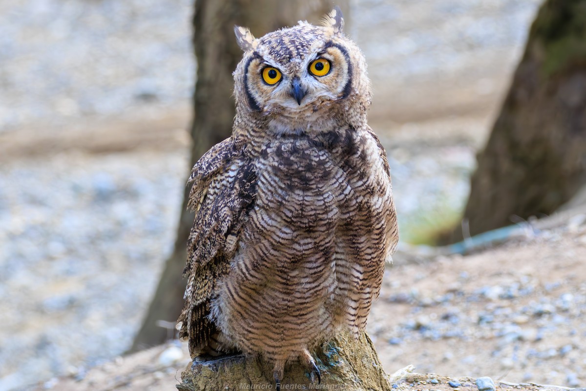Lesser Horned Owl - ML616070427