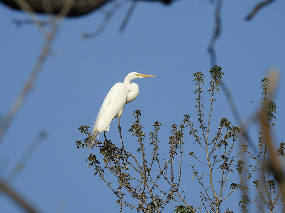 Great Egret - ML616070429