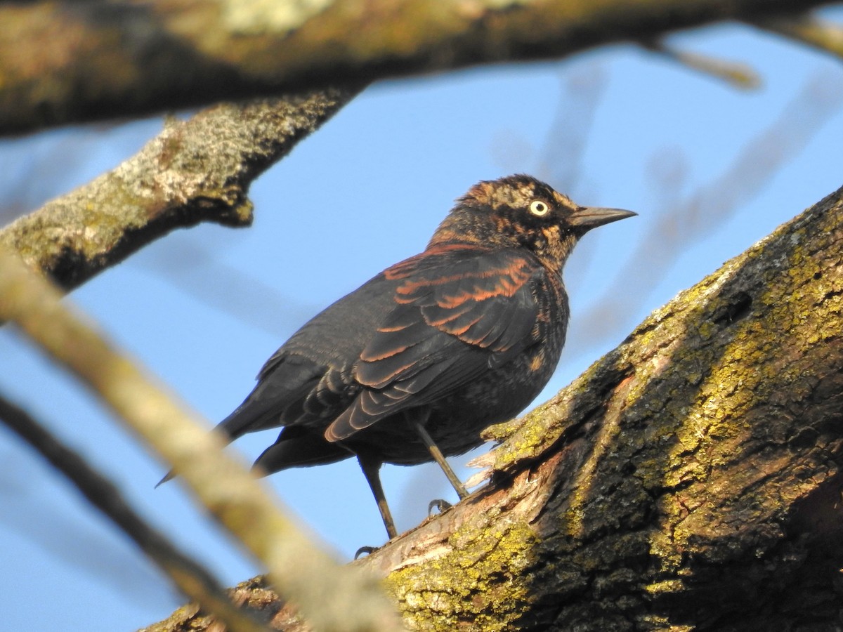 Rusty Blackbird - ML616070430