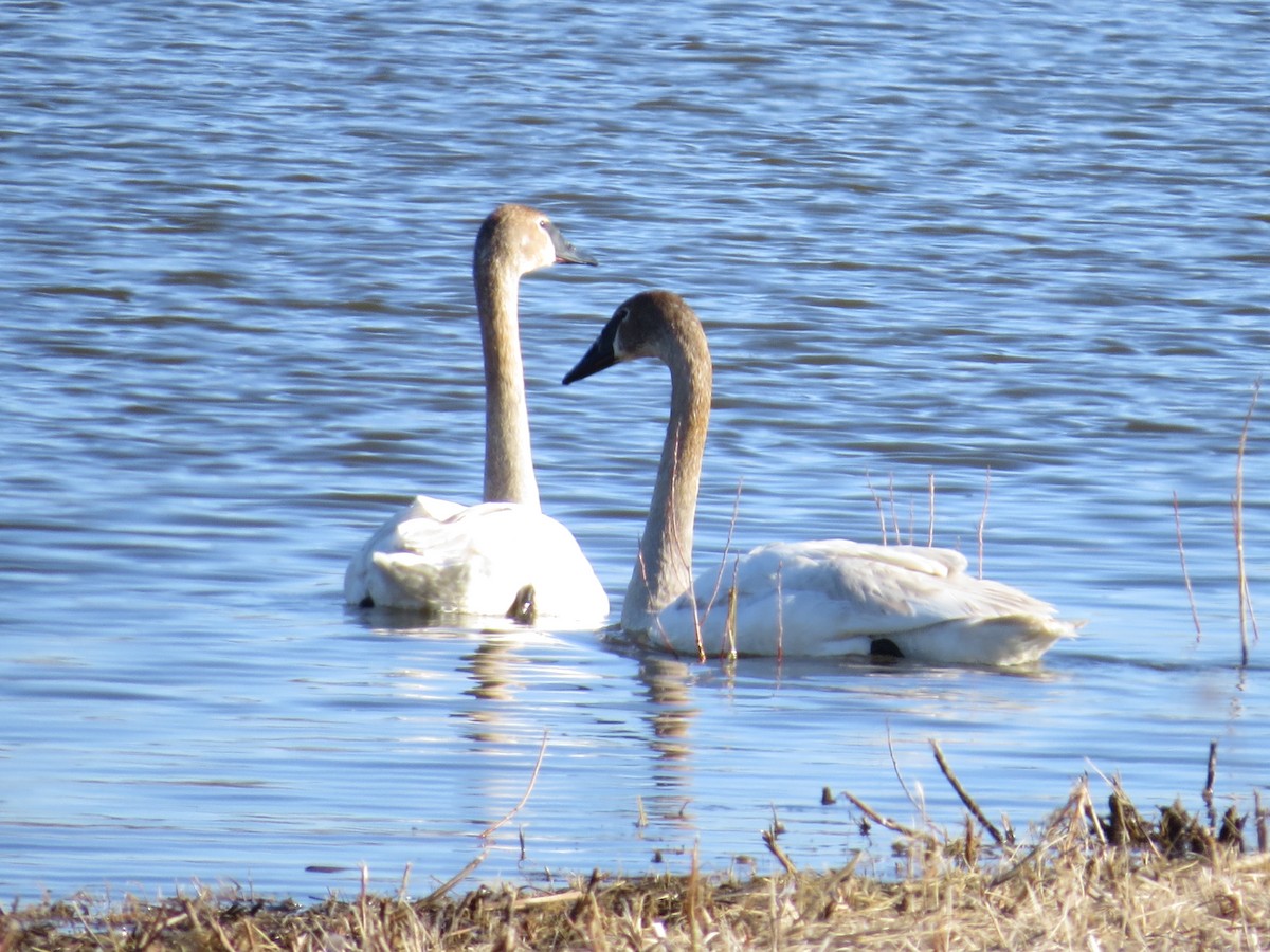 Trumpeter Swan - Ross Mueller