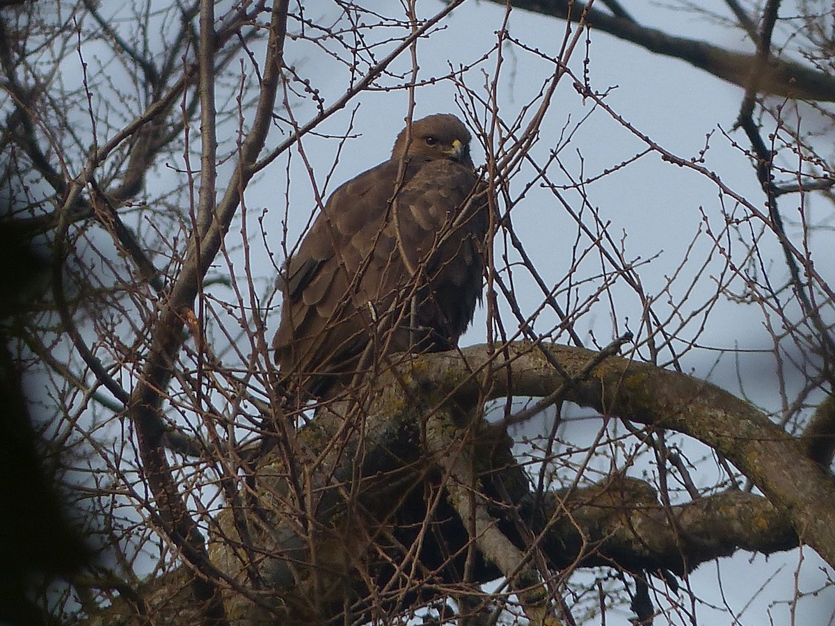 Himalayan Buzzard - Jenny Bowman