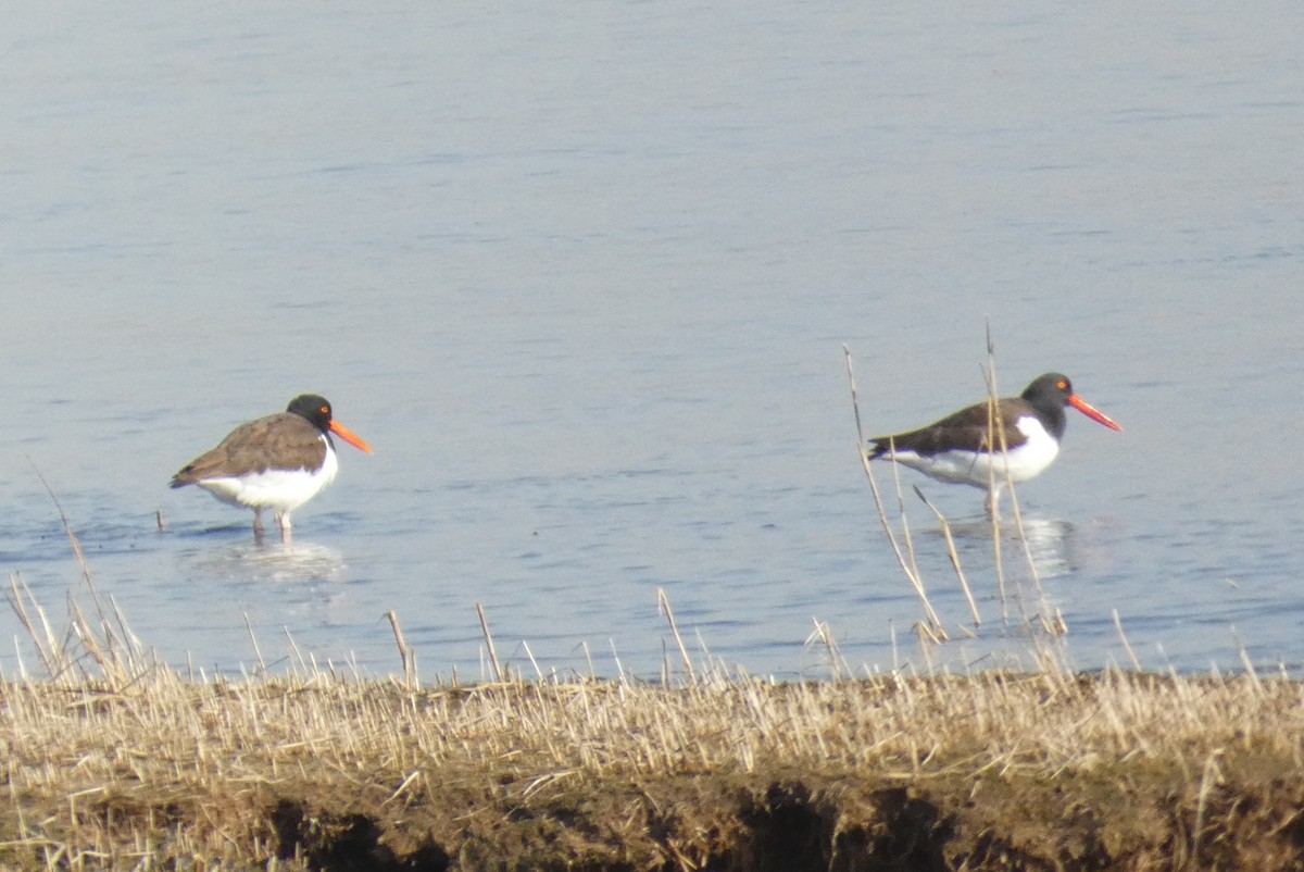 American Oystercatcher - ML616070476