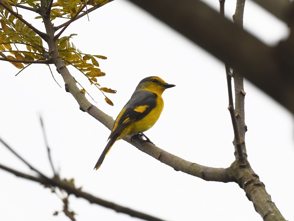 Minivet Escarlata (grupo escarlata) - ML616070491