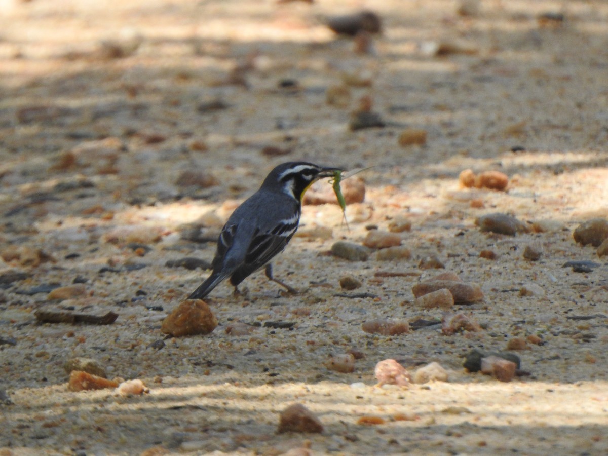 Goldkehl-Waldsänger - ML616070543