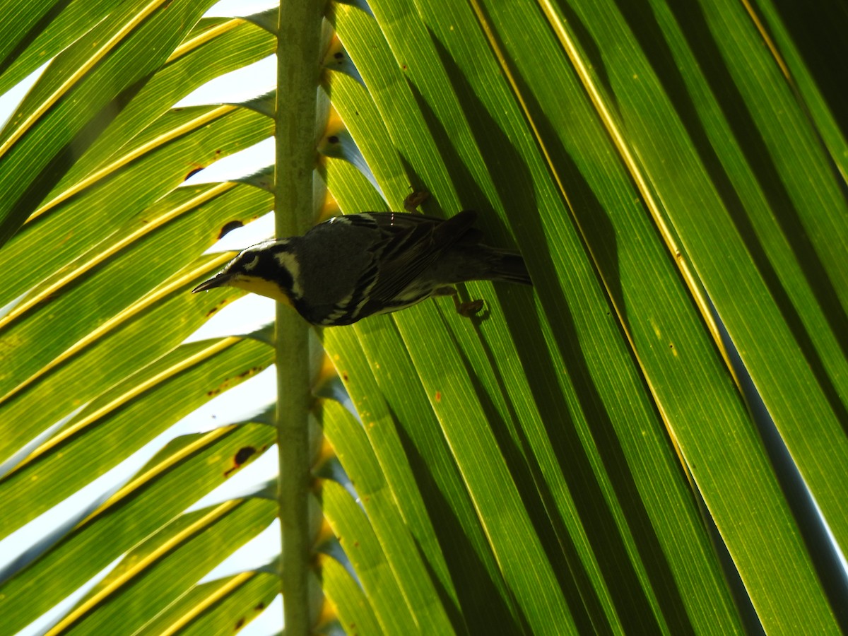 Yellow-throated Warbler - ML616070544