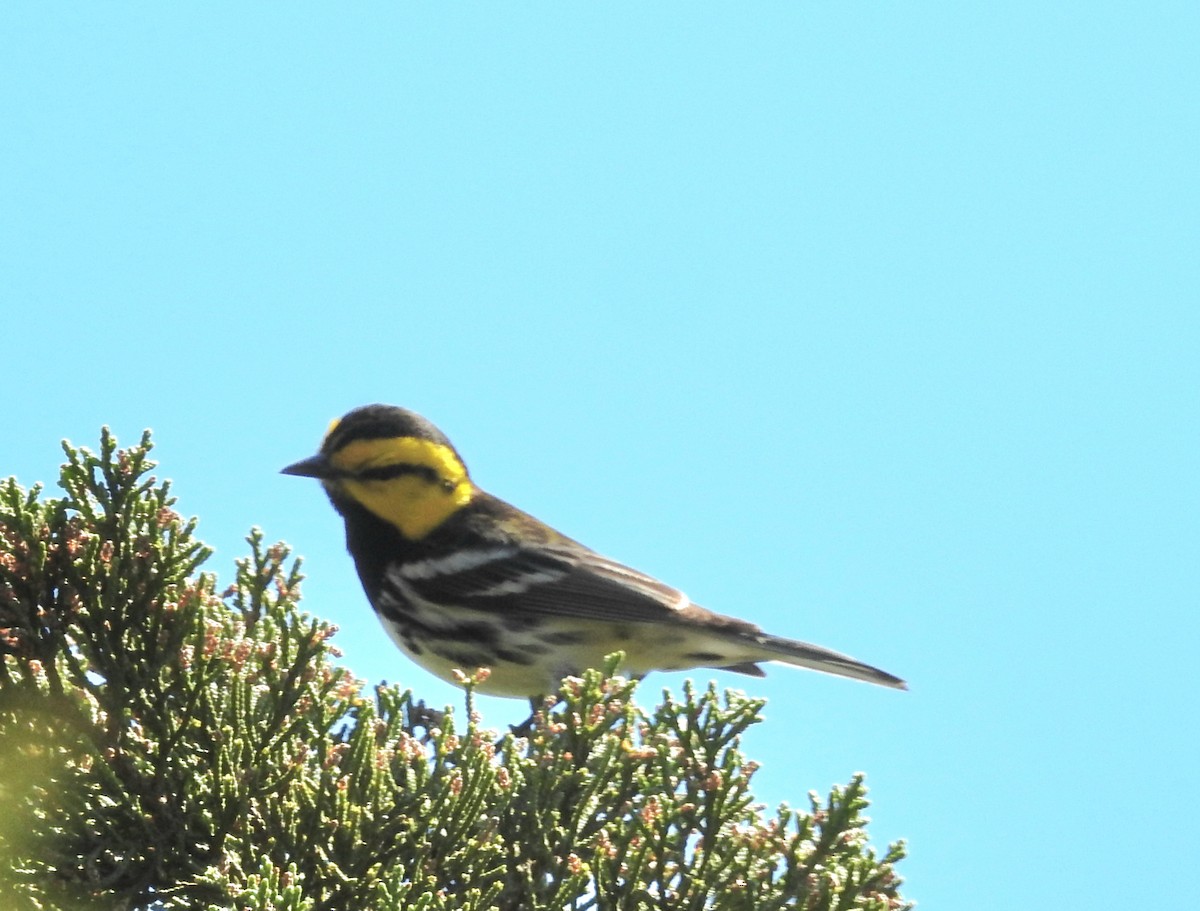 Golden-cheeked Warbler - ML616070551