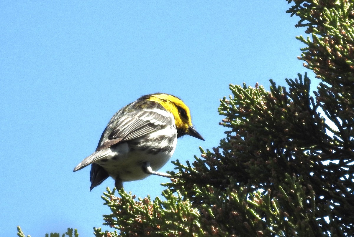 Golden-cheeked Warbler - ML616070552