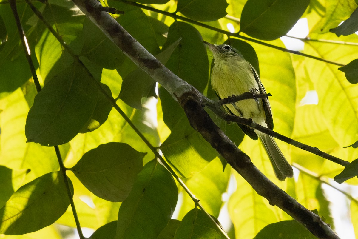 Yellow-green Tyrannulet - ML616070587