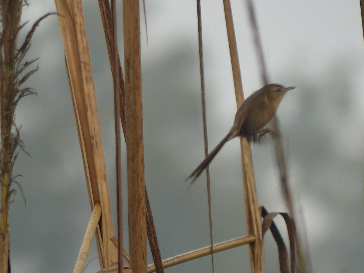 Ashy Prinia - ML616070607