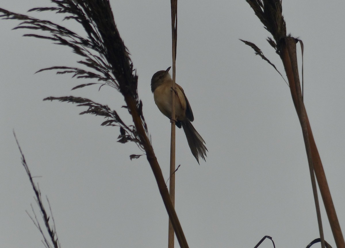 Ashy Prinia - ML616070608