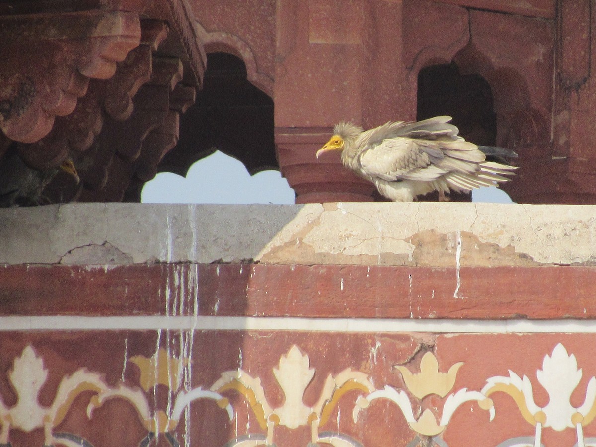 sup mrchožravý - ML616070612