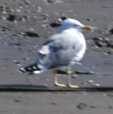 Yellow-legged Gull - ML616070641