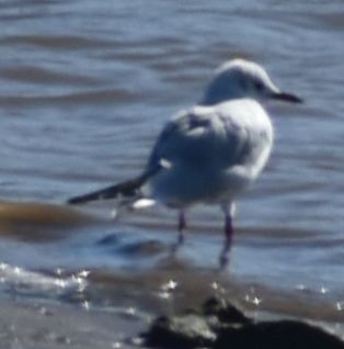 Black-headed Gull - ML616070648