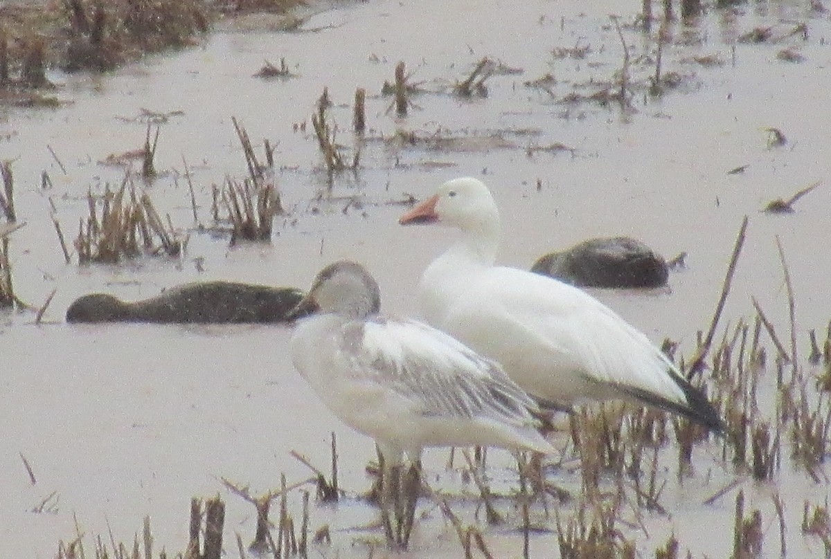 Snow Goose - ML616070660