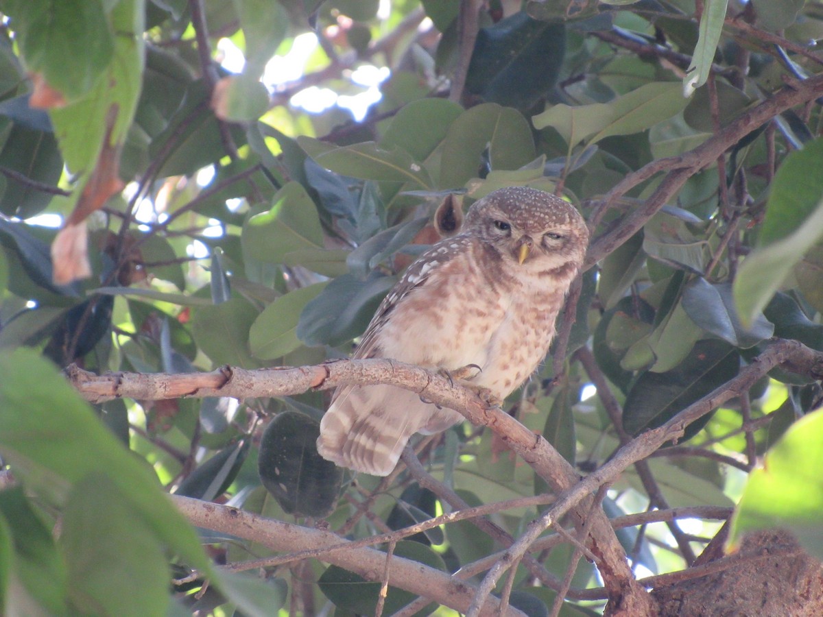 sýček brahmínský - ML616070671