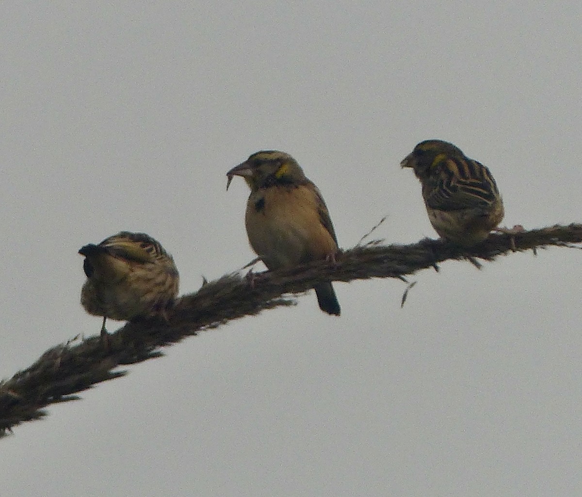 Black-breasted Weaver - ML616070703