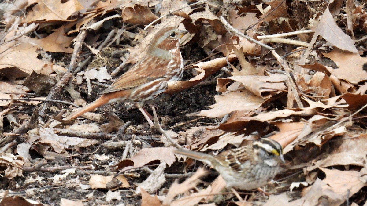 Fox Sparrow - ML616070704