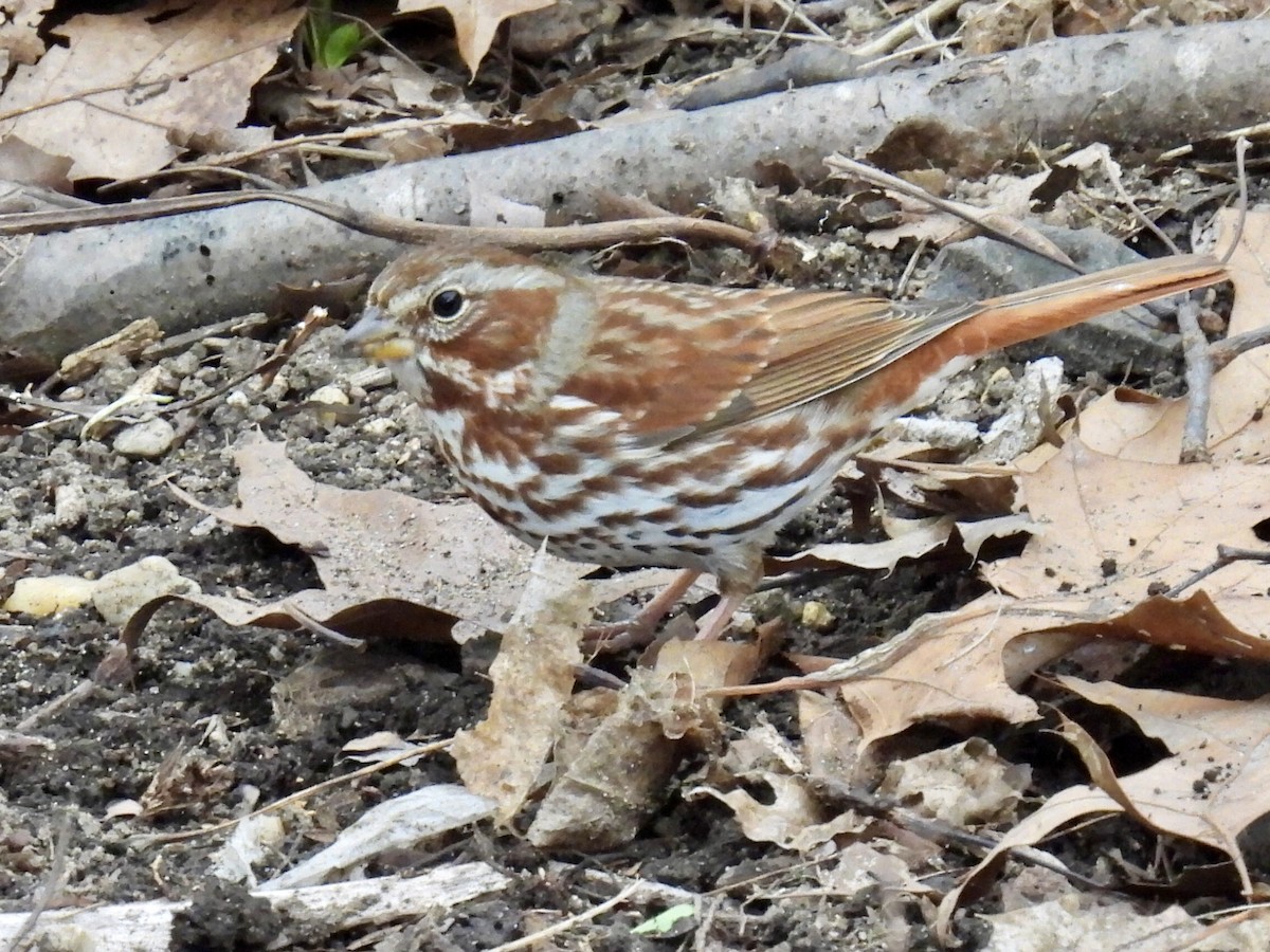 Fox Sparrow - Douglas Cioffi