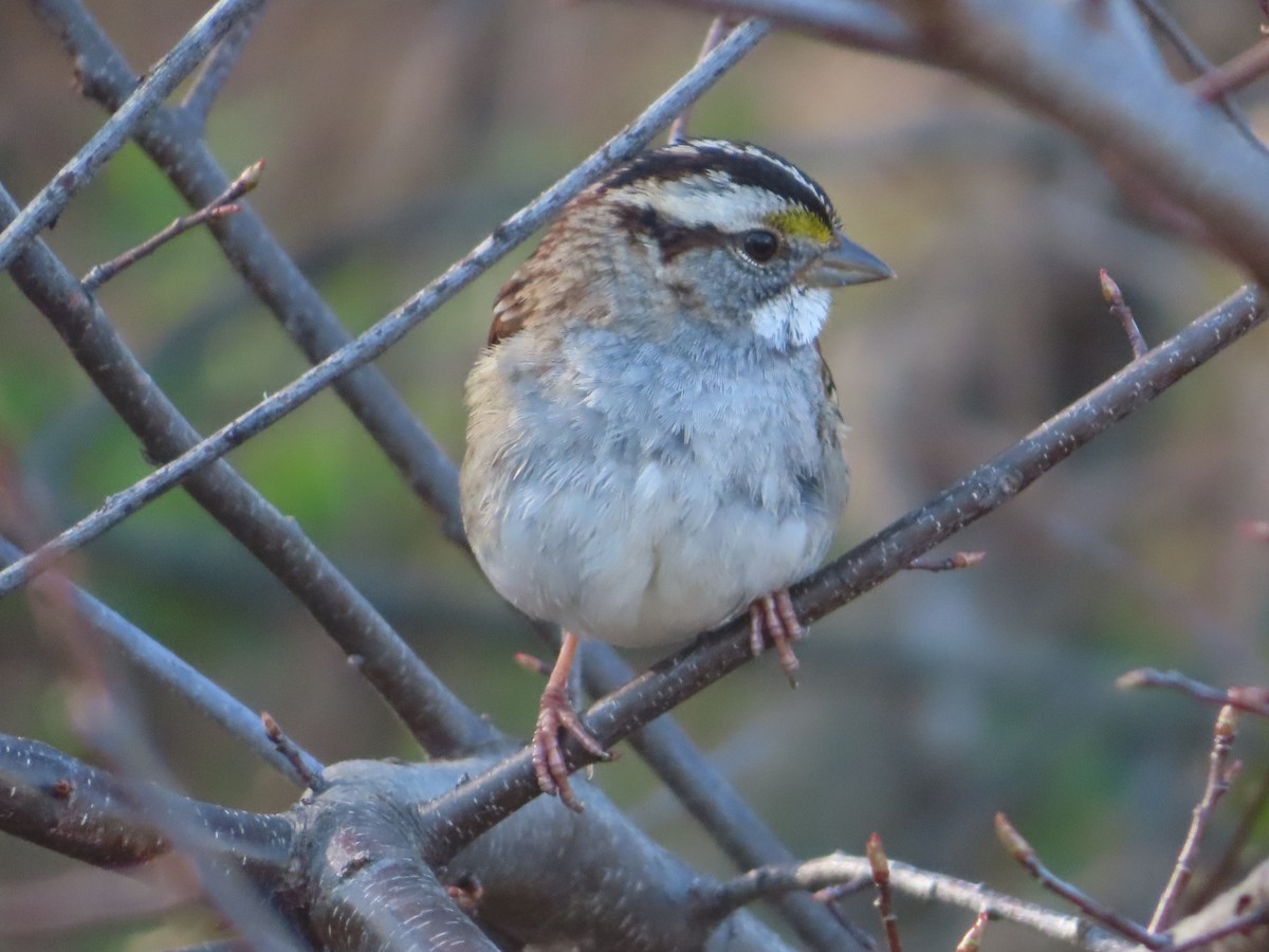 White-throated Sparrow - ML616070717