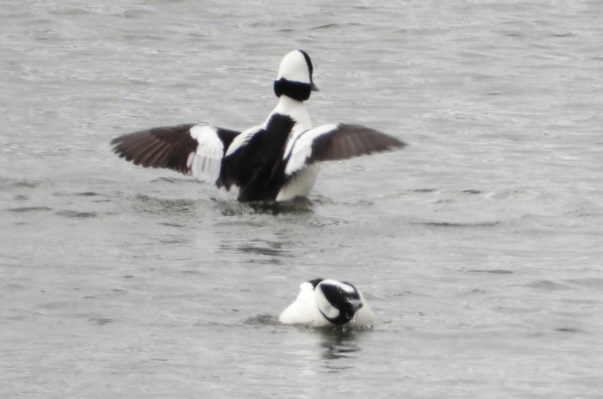 Bufflehead - ML616070720