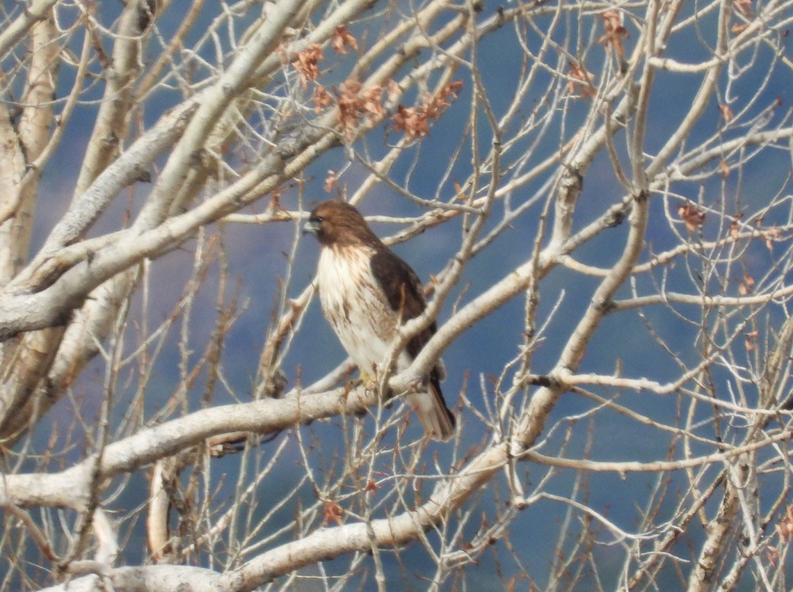 Red-tailed Hawk - ML616070725