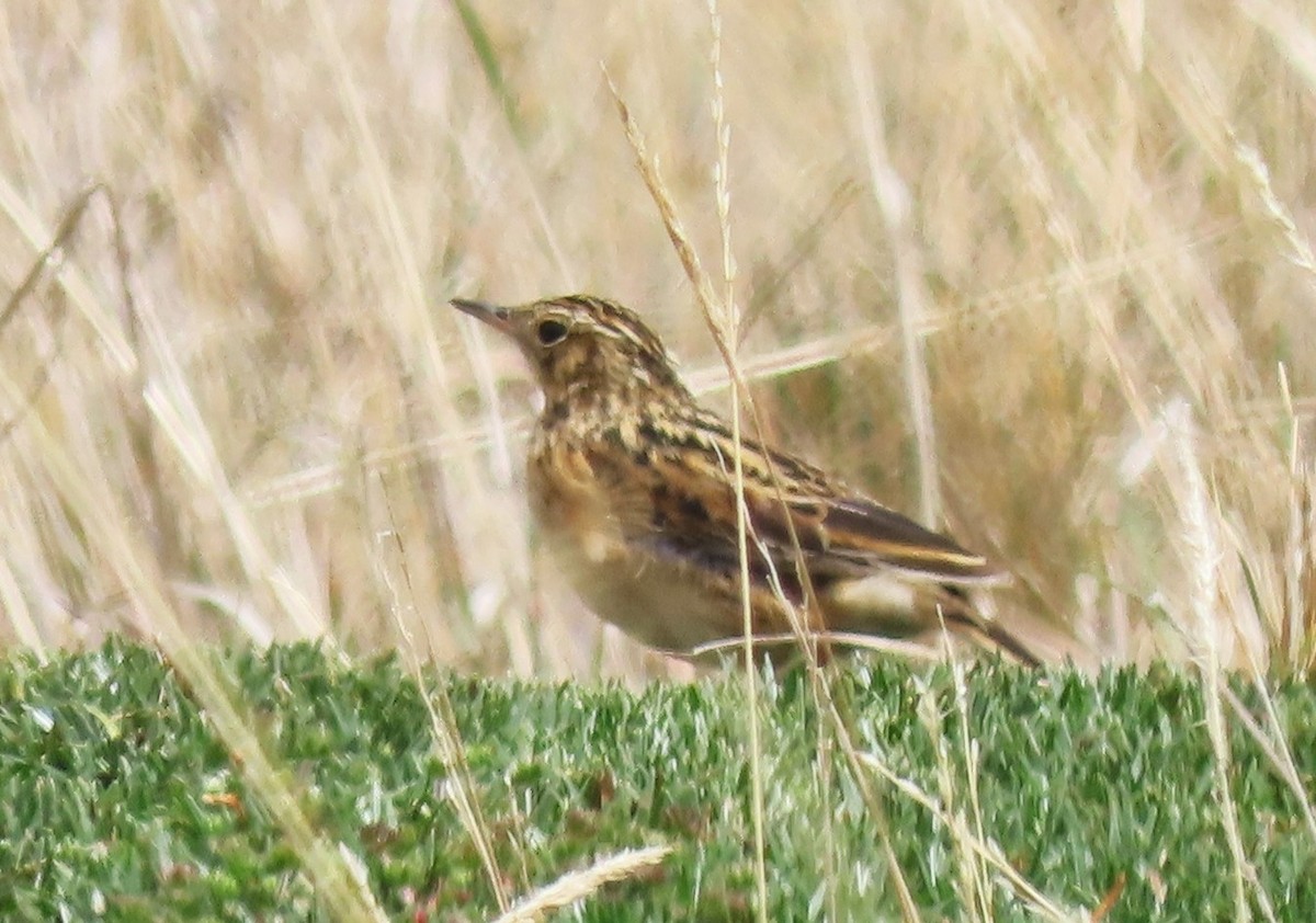 Pipit du paramo - ML616070738