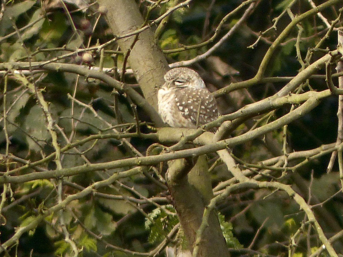 Spotted Owlet - ML616070754