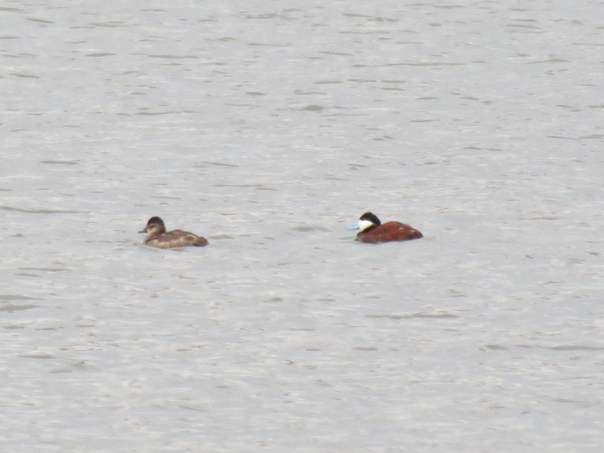 Ruddy Duck - ML616070772