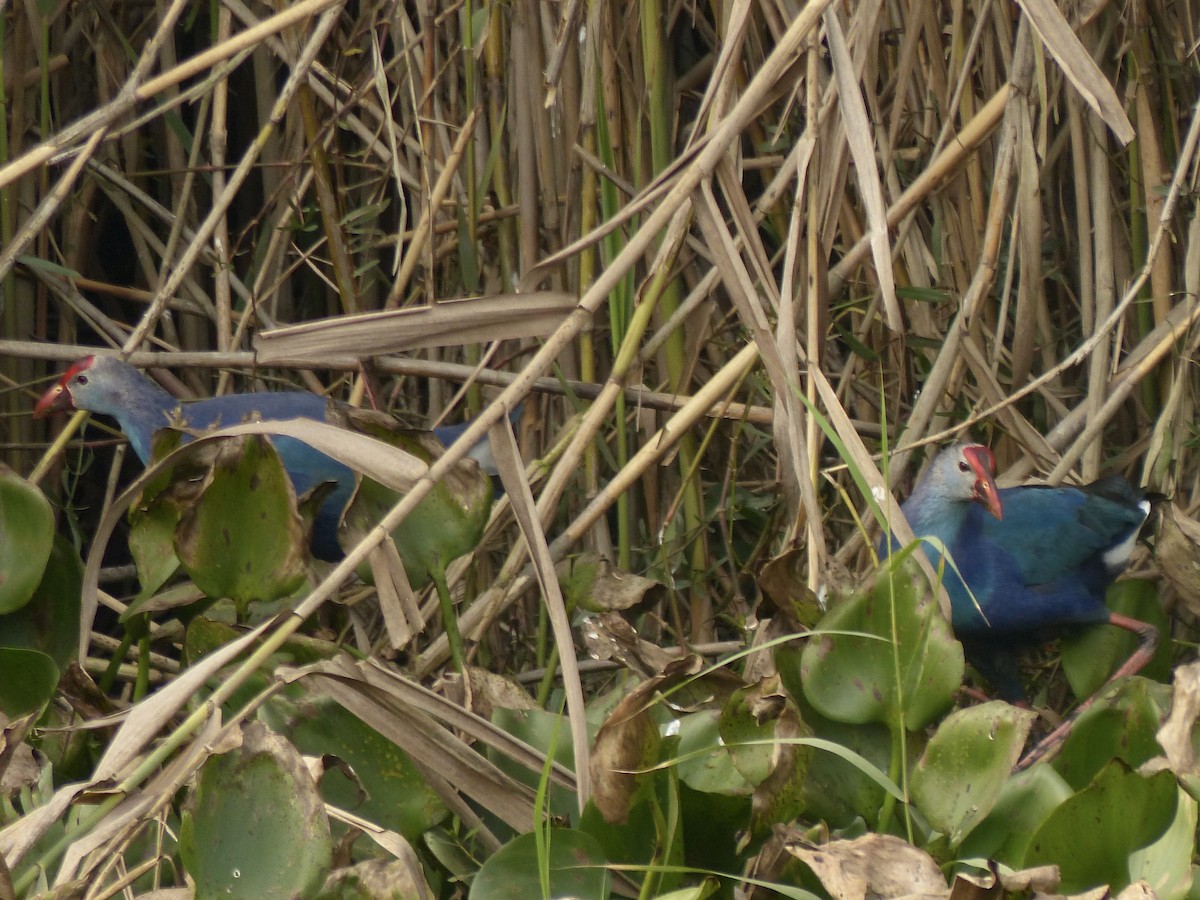 Gray-headed Swamphen - ML616070774