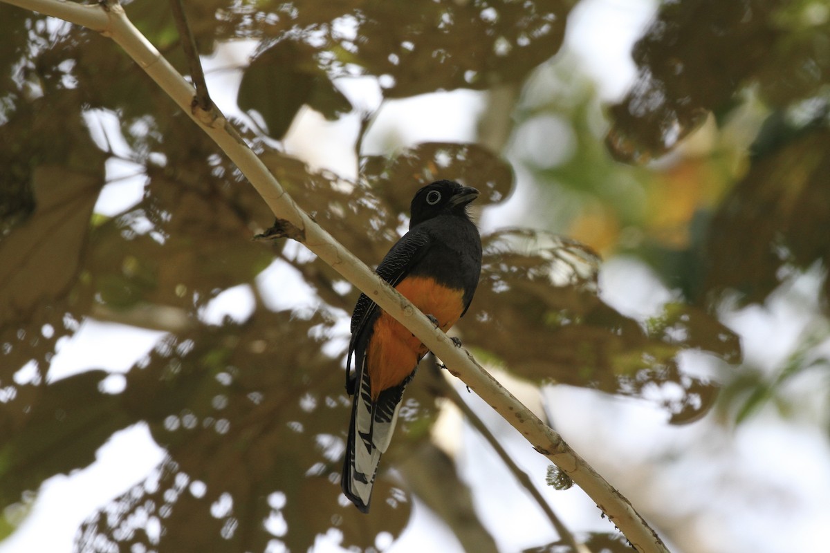 Gartered Trogon - Ben Dudek