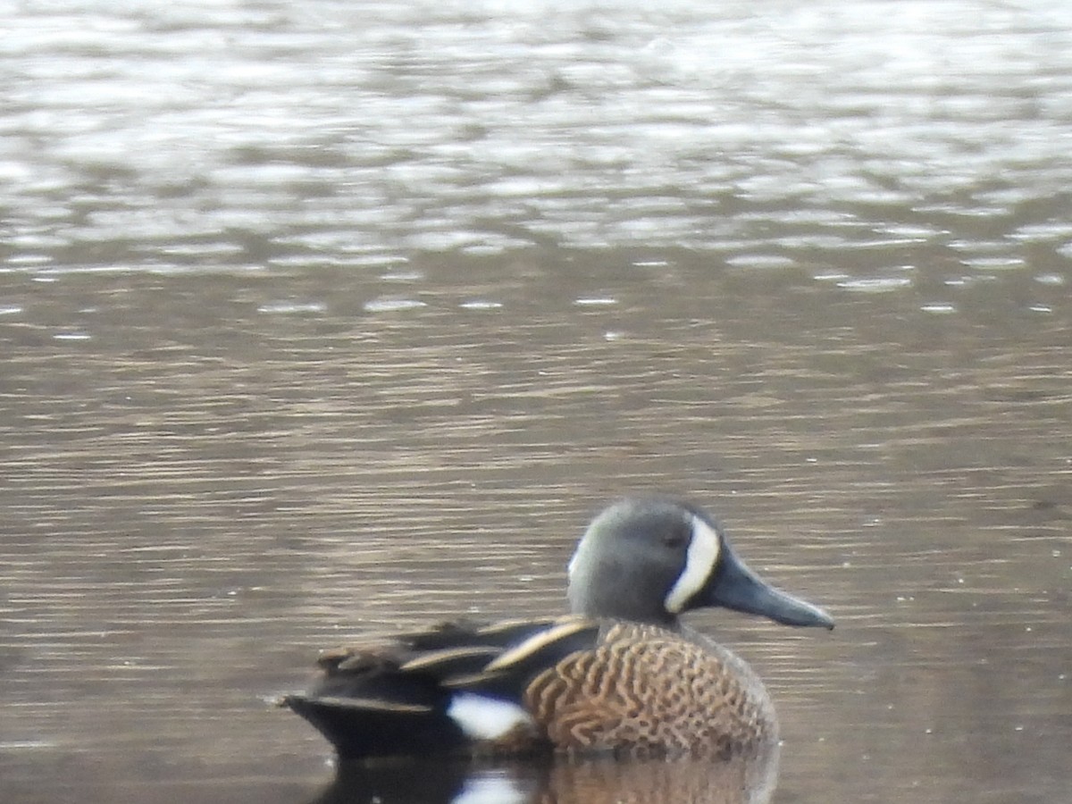 Blue-winged Teal - ML616070934