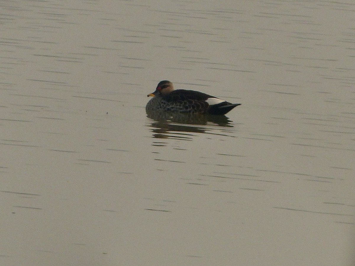 Indian Spot-billed Duck - ML616070937