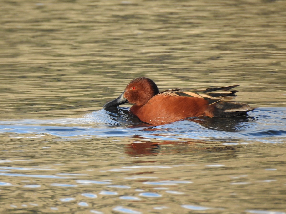 Cinnamon Teal - ML616070999