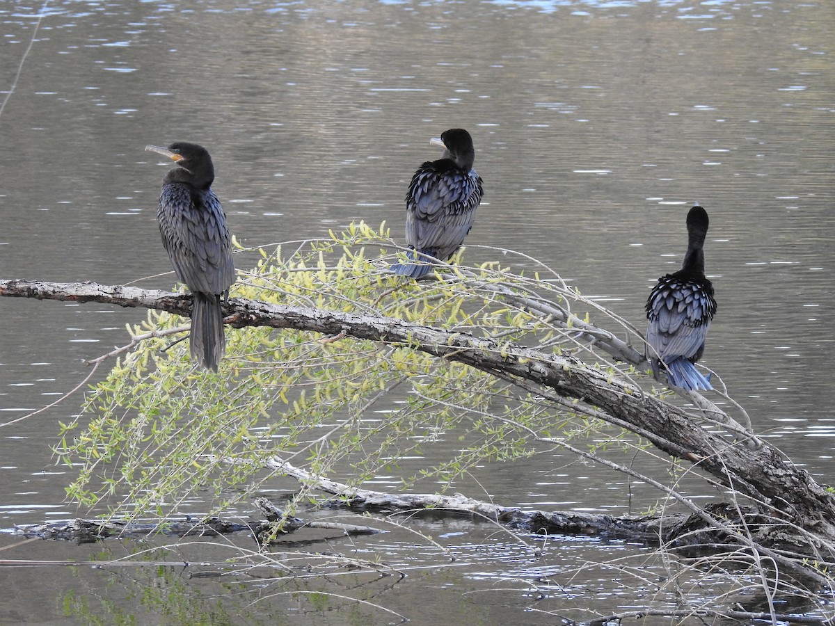 Neotropic Cormorant - Yvonne Motherwell