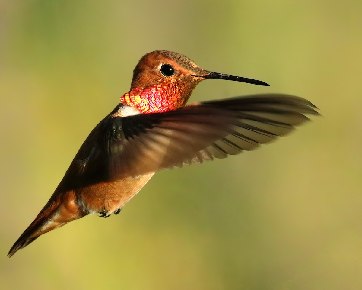 Rufous Hummingbird - ML616071045