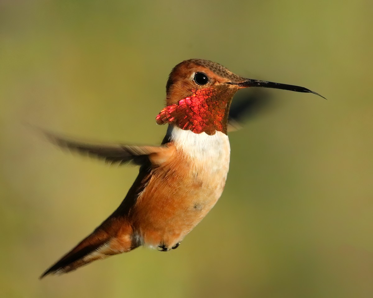 Rufous Hummingbird - ML616071046