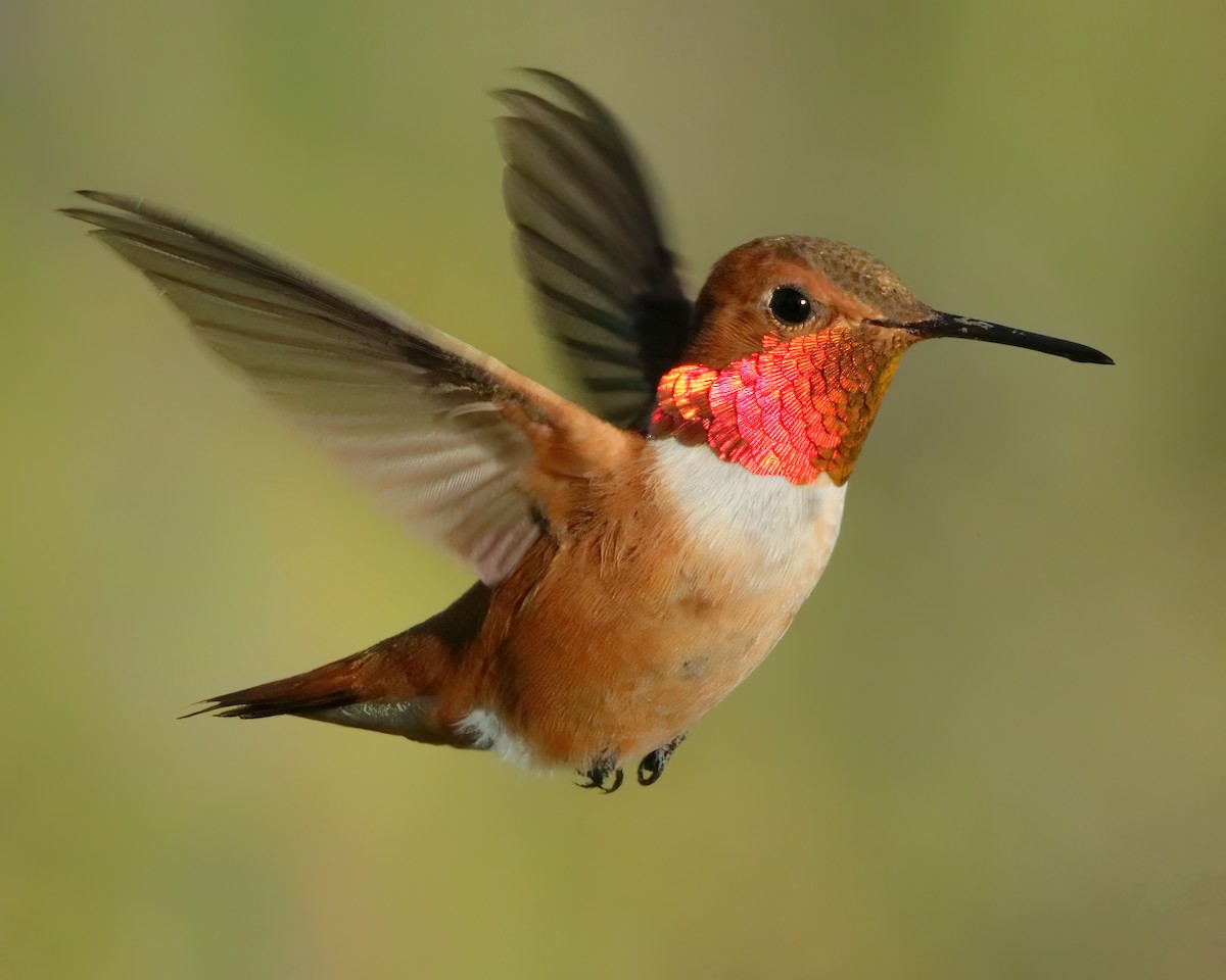 Rufous Hummingbird - ML616071047