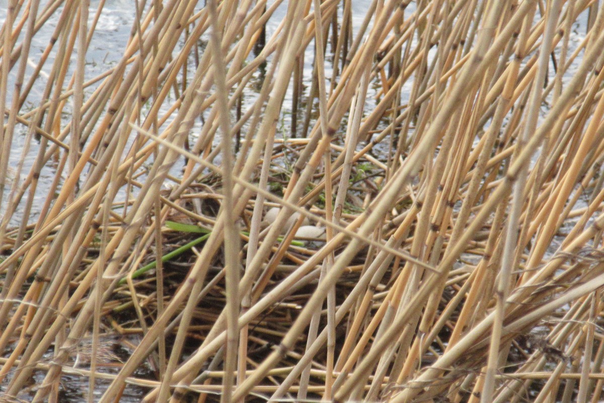 Eurasian Coot - ML616071089