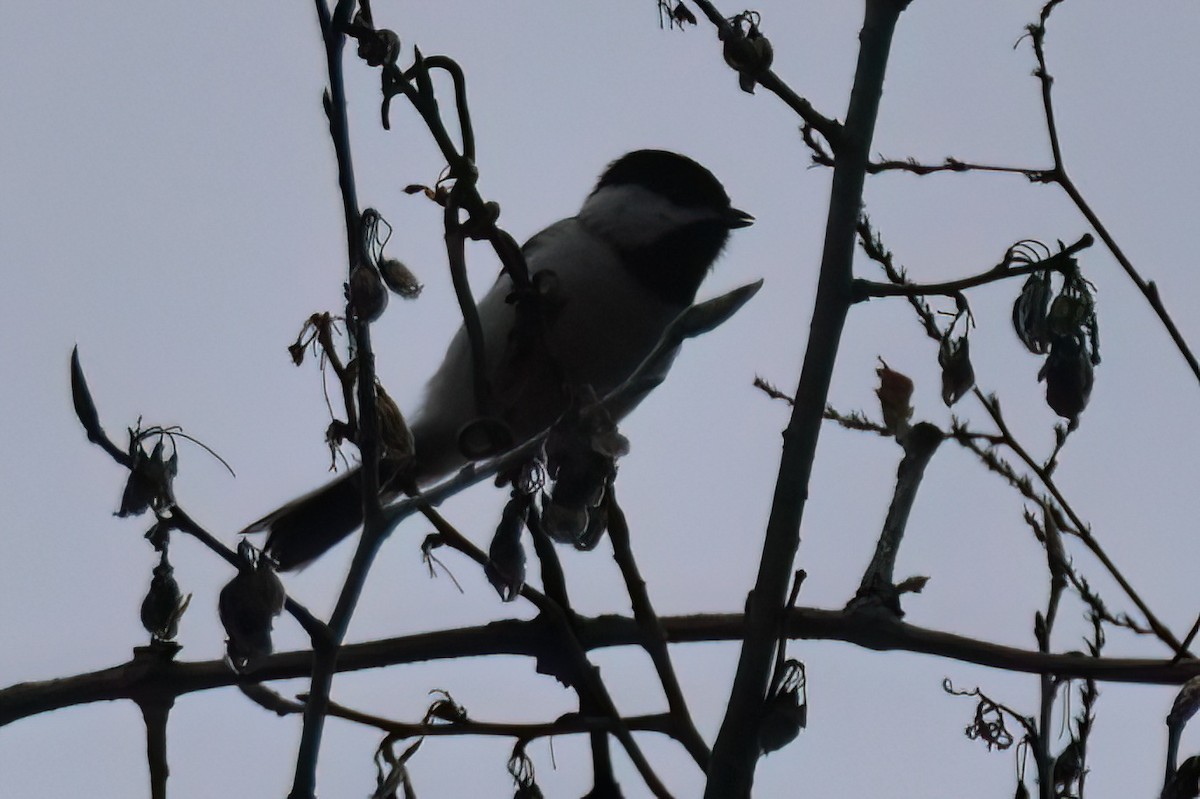 Carolina Chickadee - Derek Hudgins