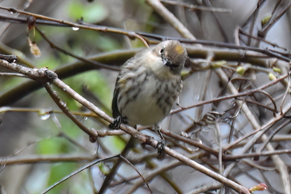 Yellow-rumped Warbler - ML616071175