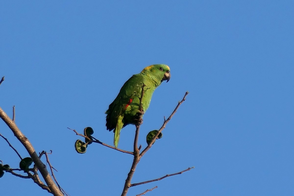 Yellow-naped Parrot - Karen  Hamblett