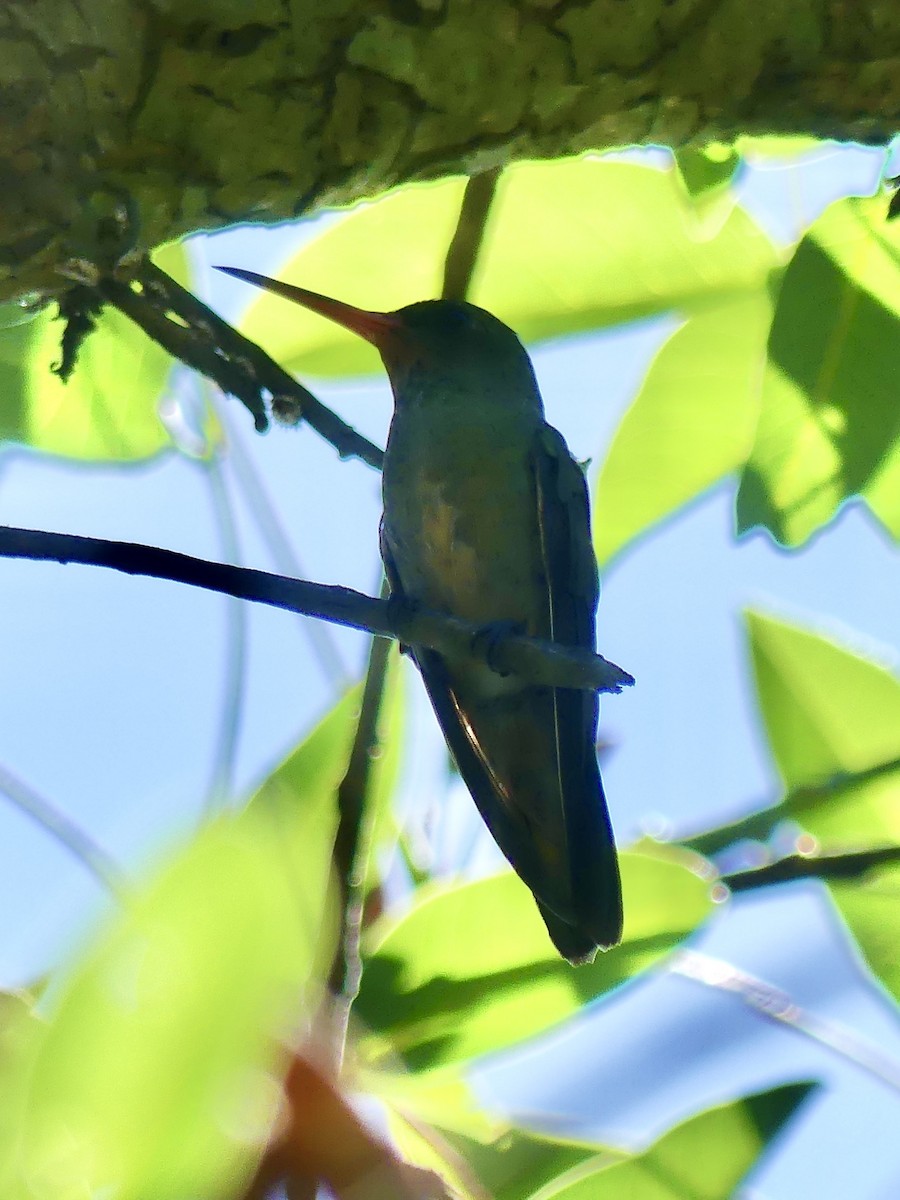 Gilded Hummingbird - ML616071328
