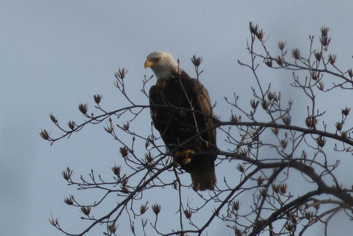 Bald Eagle - ML616071359