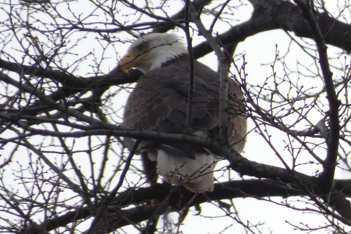 Bald Eagle - ML616071360